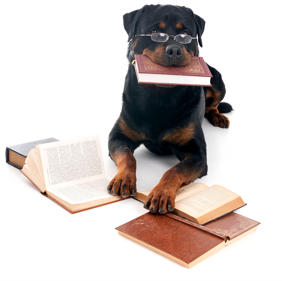 rottweiler-and-books-in-studio-2026-01-06-09-34-33-utc.jpg