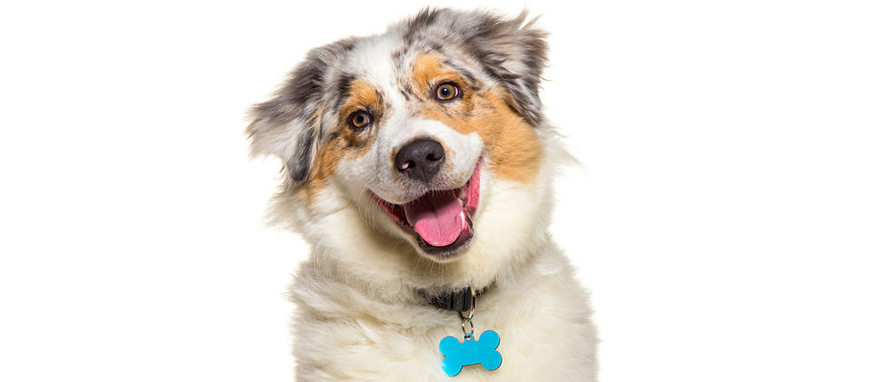 smiling-puppy-australina-shepherd-five-months-old-2024-09-26-18-52-53-utc_edited.jpg