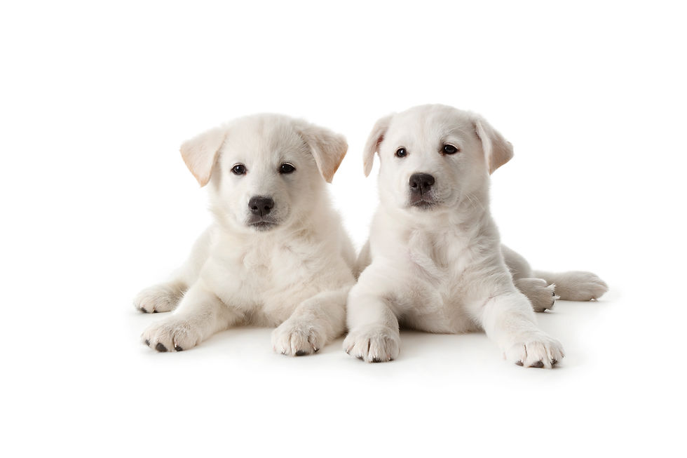 adorable-white-puppies-posing-on-a-white-backgroun-2026-03-24-08-33-26-utc.jpg