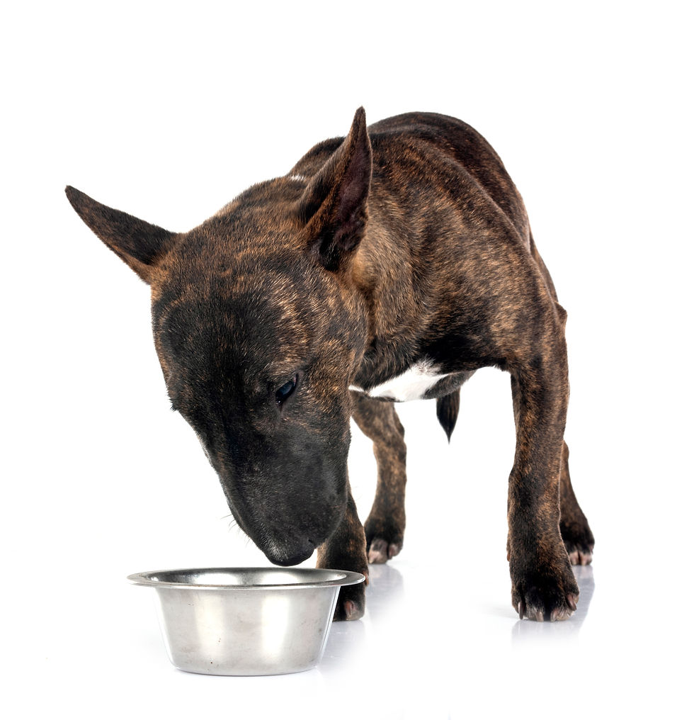 miniature-bull-terrier-in-studio-2026-03-27-01-33-51-utc.jpg