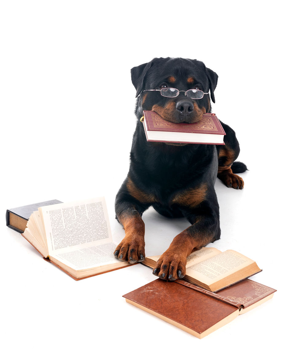 rottweiler-and-books-in-studio-2026-01-06-09-34-33-utc.jpg