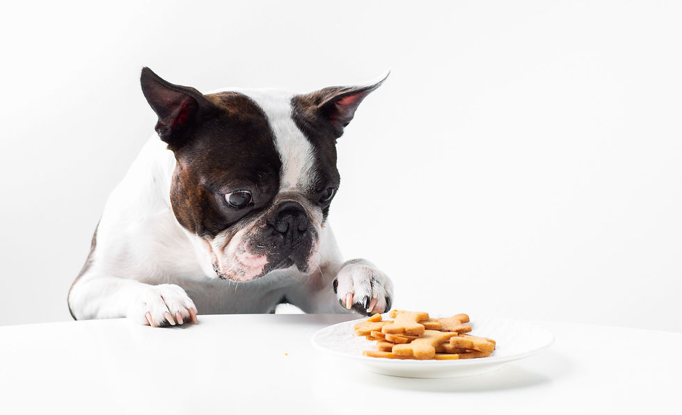 adorable-boston-terrier-dog-enjoying-a-dog-snack-f-2026-01-07-07-24-07-utc_edited.jpg