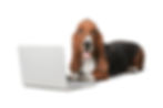 basset-hound-dog-lying-next-to-a-laptop-2026-03-24-15-22-24-utc.jpg
