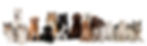 group of dogs sitting against white background