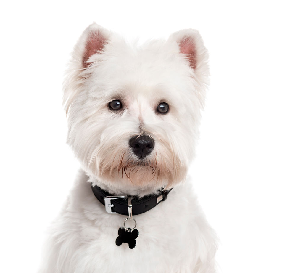 west-highland-white-terrier-isolated-on-white-2026-01-05-04-39-36-utc.jpg