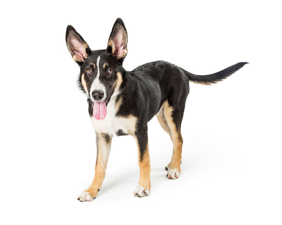 shepherd-puppy-standing-with-open-mouth-2026-03-08-23-49-40-utc.jpg