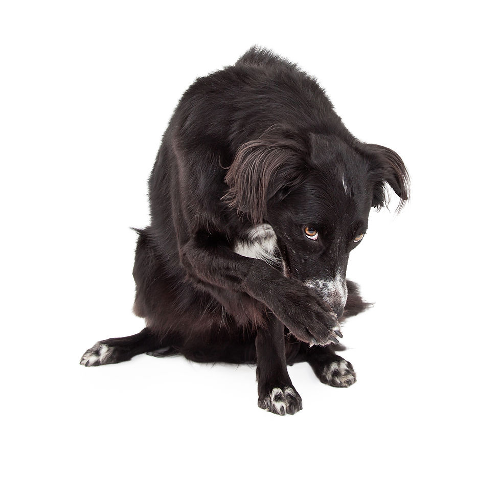 border-collie-mix-breed-dog-looking-guilty-2026-01-05-00-46-09-utc.jpg