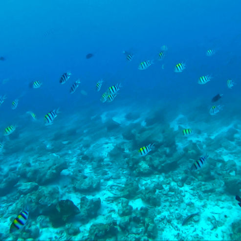 Marine life in motion — school of fish seen in the calm, shallow waters of San Vicente on Olango Island.