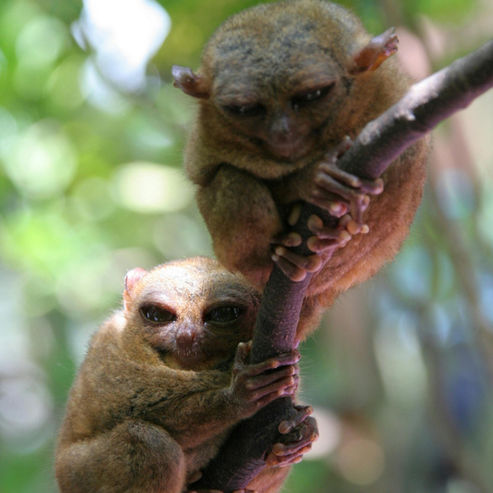 Close-up of two small tarsiers on a branch at the Bohol Tarsier Sanctuary.