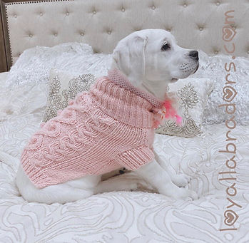 english.labs.for.sale.MN.TX.CA.WA.MA.WI.SD