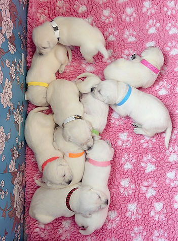 white.lab.puppies.mn.ca.co.fl.tx.sd.id.in.mo.mi.nd.sc.nc