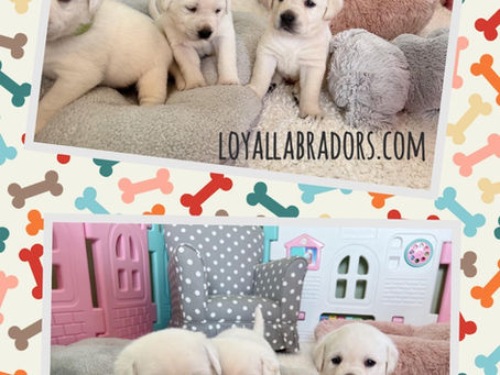 Bear & Arrow puppies - 4 weeks old