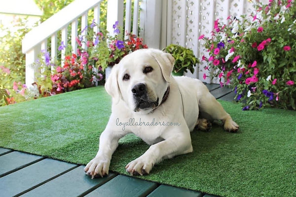 loyal_Labradors_Little_Joe's_dream