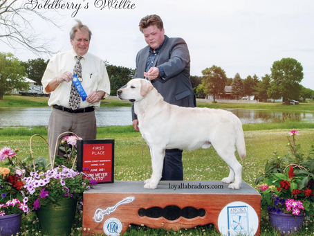 Willie wins 1st place in his group at the AKC Summer Solstice - 2021