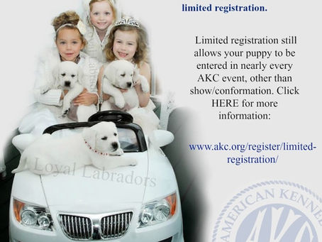 Our Lab Puppies come with limited AKC registration (no breeding rights).