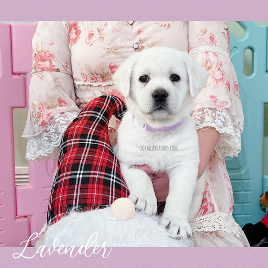 buy.white.lab.puppy.near_edited.jpg