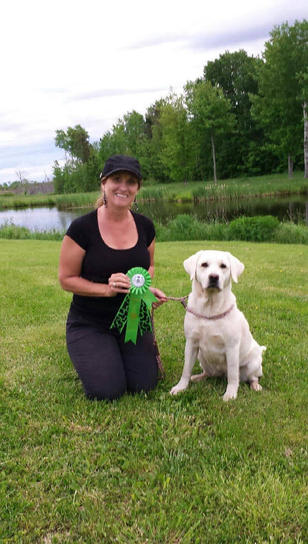 white.hunting.lab.labs.labradors.english