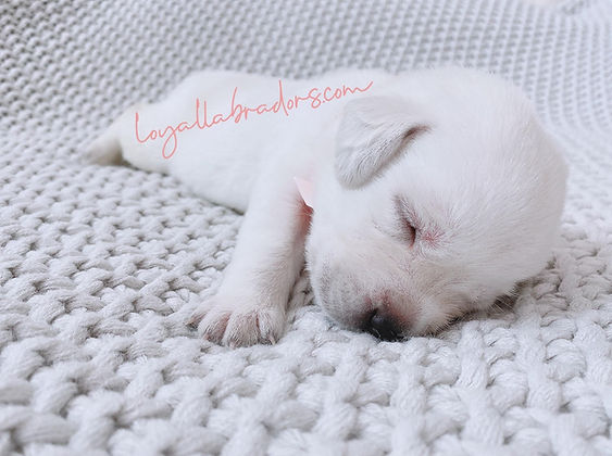 polar.bear.white.lab.puppy.minnesota