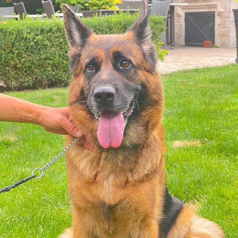 Beautiful female stud german shepherd on the grass