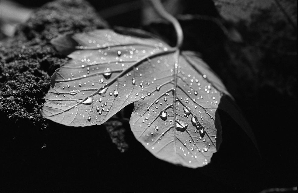 Miniatură: Fomapan 200