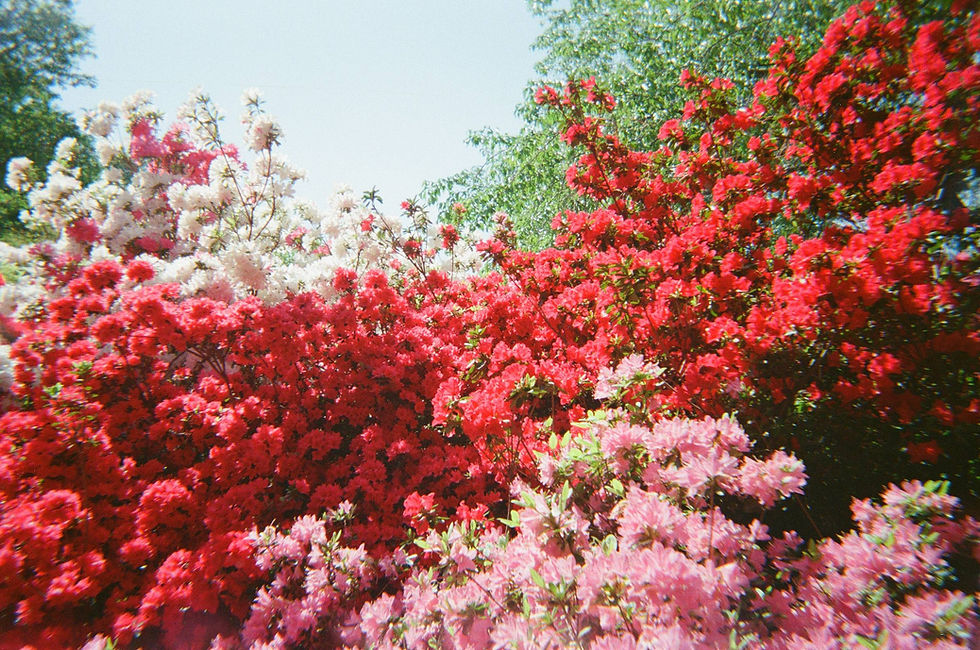 Miniatură: Kodak Fun Saver 39 exp