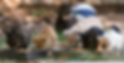 Feed Community Cat Colony $15