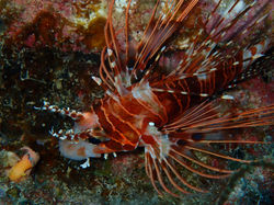 lion fish