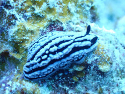 Phyllidiella nigra
