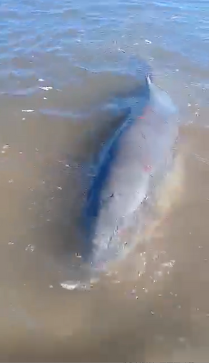 Injured Pygmy Sperm Whale
