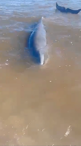 Suffering Whale