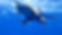 oceanic 2GX017467_1683139563438.png
