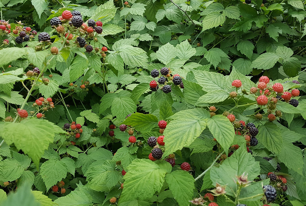 black raspberries