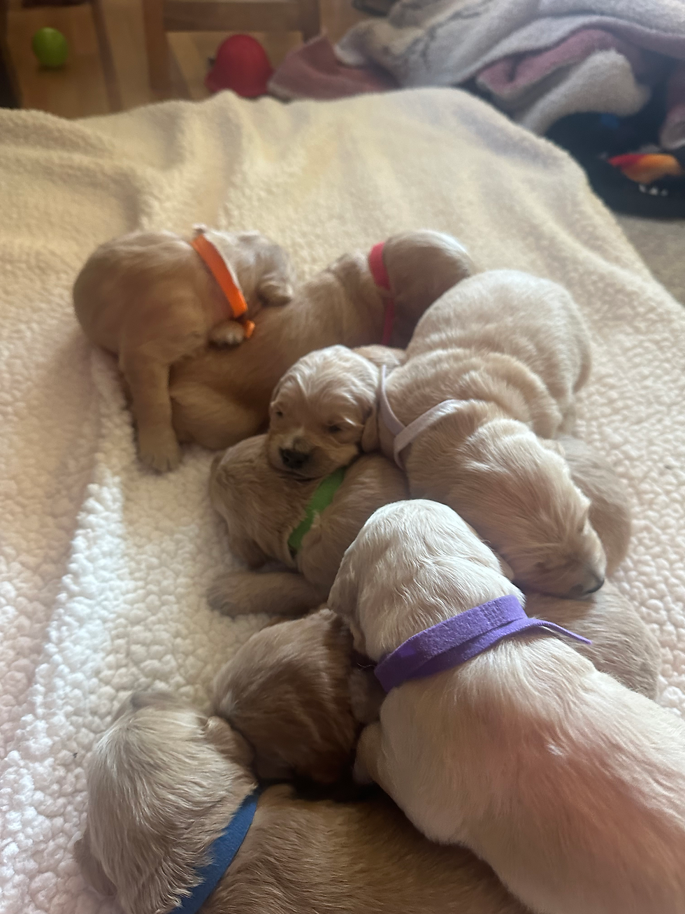 Golden Doodles Ready for Christmas Adoption