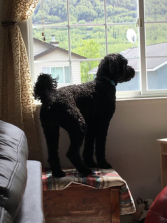 Kinley 1 yr by window.jpeg