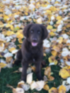 Beaver 4 months 1.jpeg