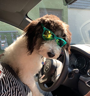 Mojo driving in shades.jpeg