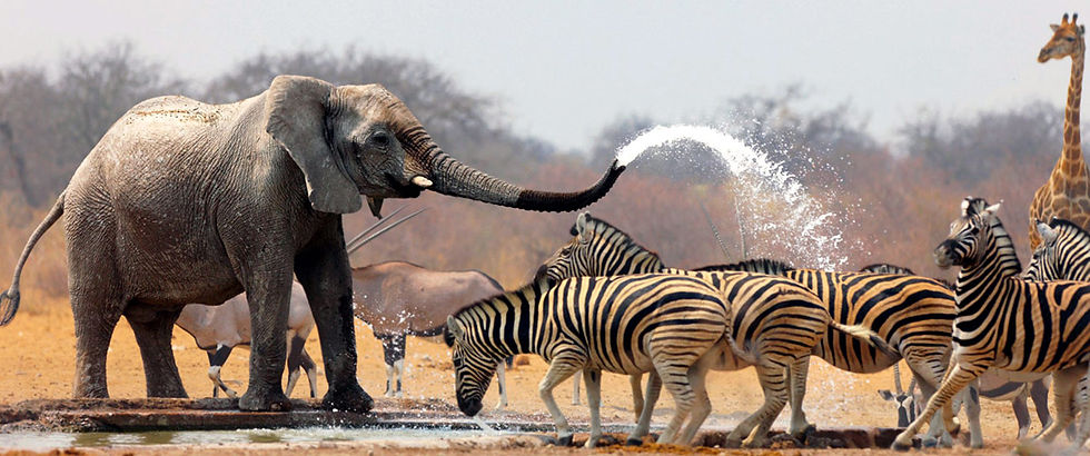 wild life.jpg