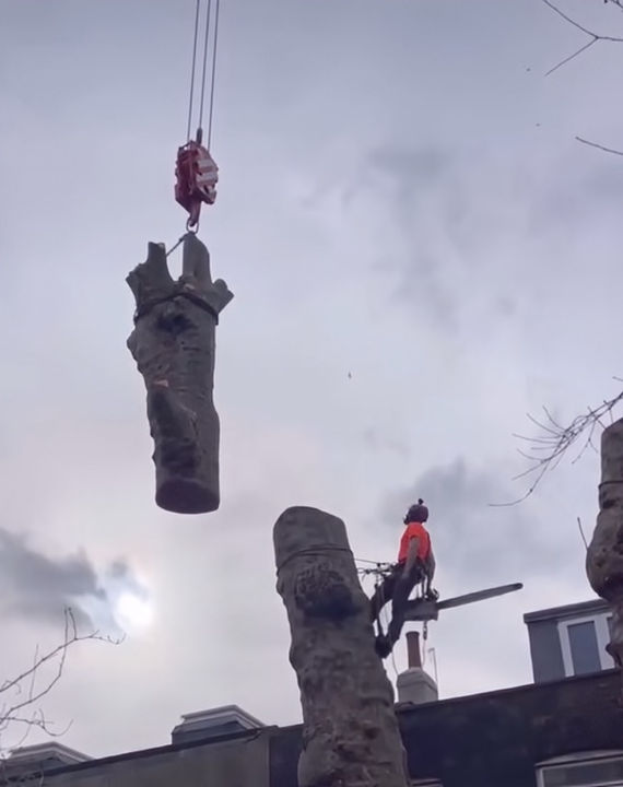 David Juby Arborist crane work doughty street London plane removal