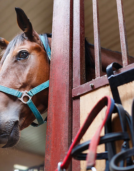 horse boarding facilities minnesota.jpg