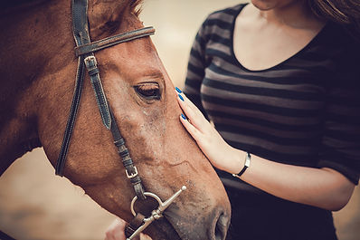 post-surgical equine care.jpg
