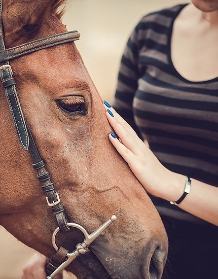 post-surgical equine care.jpg