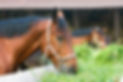 horse suppliments nutrition.jpg