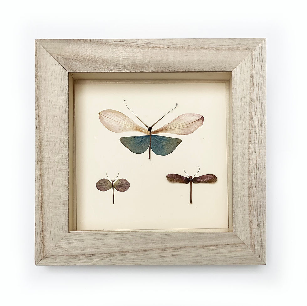 framed butterflies