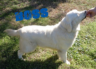 BOSS1.jpg