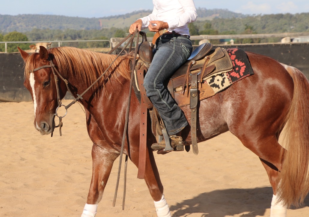 Cutting Horse Trainer Queensland JR Cutting & Performance Horses