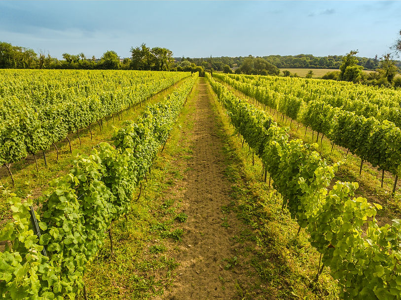 vineyard_19_ajustado.jpg
