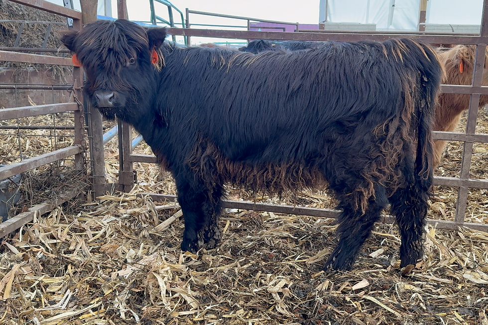 Stormy Left 3 Highland Cow.png