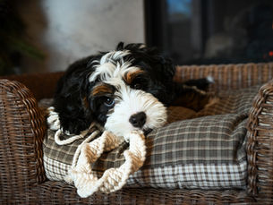 Stylish Dog Essentials for a Beautiful, Pet-Friendly Home