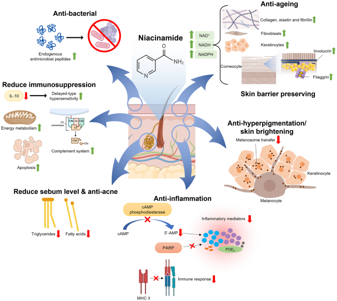 B3 Skin Benefit Pathways - https://link.springer.com/article/10.1007/s13346-024-01593-y