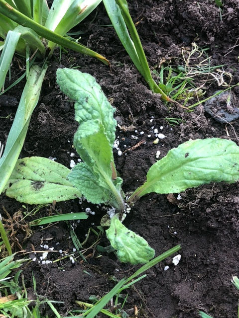 Borage planted out!
